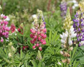 Lupina mnoholistá 'Lupini Mix'