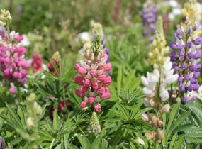 Lupina mnoholistá 'Lupini Mix' - Lupinus polyphyllus 'Lupini Mix'