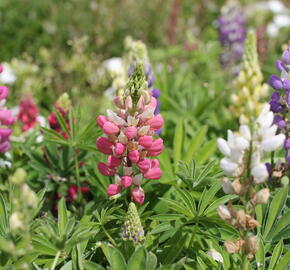 Lupina mnoholistá 'Lupini Mix' - Lupinus polyphyllus 'Lupini Mix'