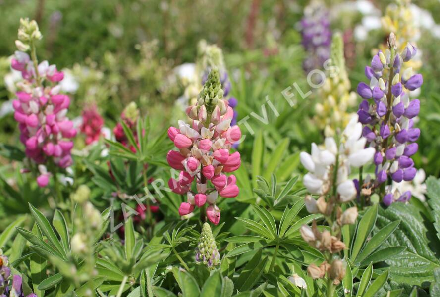 Lupina mnoholistá 'Lupini Mix' - Lupinus polyphyllus 'Lupini Mix'