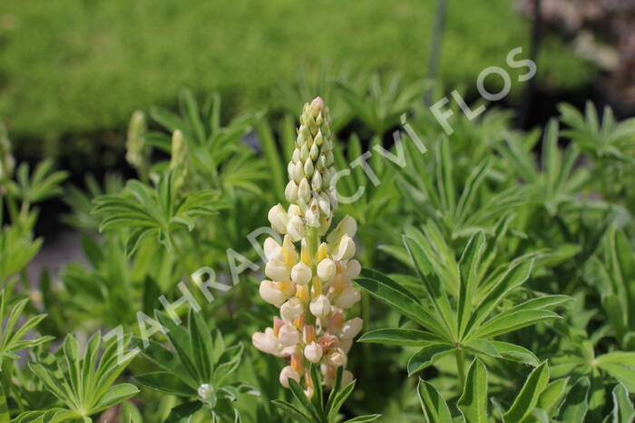 Lupina mnoholistá 'Lupini Yellow Shades' - Lupinus polyphyllus 'Lupini Yellow Shades'