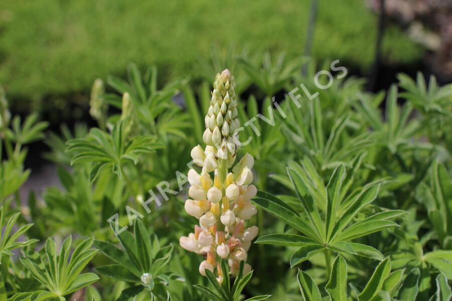 Lupina mnoholistá 'Lupini Yellow Shades' - Lupinus polyphyllus 'Lupini Yellow Shades'