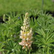 Lupina mnoholistá 'Lupini Yellow Shades' - Lupinus polyphyllus 'Lupini Yellow Shades'