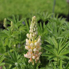 Lupina mnoholistá 'Lupini Yellow Shades' - Lupinus polyphyllus 'Lupini Yellow Shades'