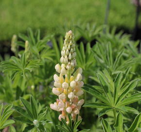 Lupina mnoholistá 'Lupini Yellow Shades' - Lupinus polyphyllus 'Lupini Yellow Shades'