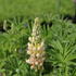 Lupinus polyphyllus 'Lupini Yellow Shades'.JPG