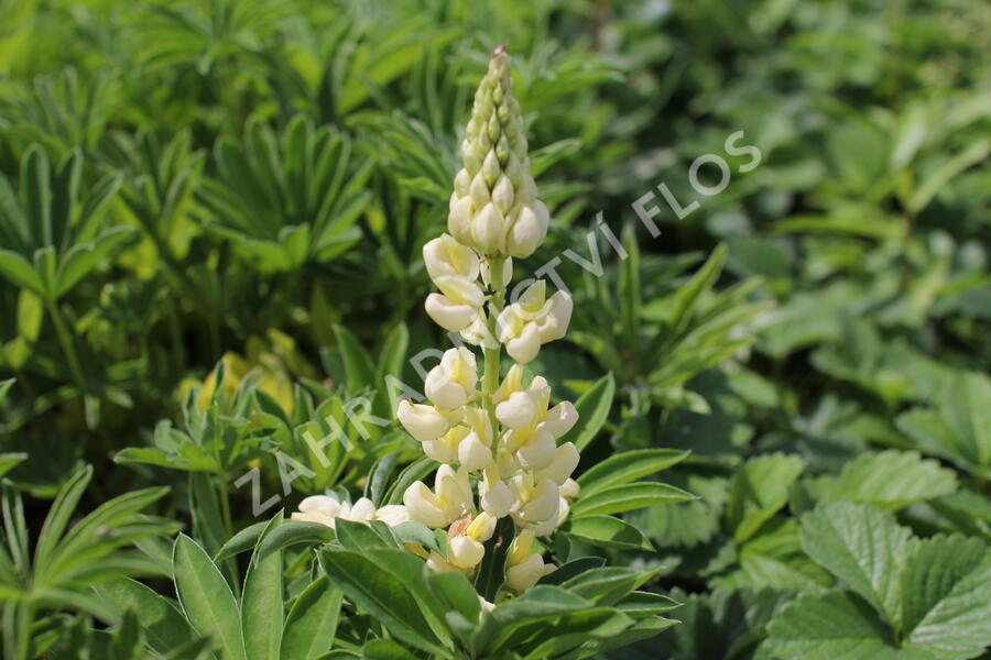 Lupina mnoholistá 'Lupini Yellow Shades' - Lupinus polyphyllus 'Lupini Yellow Shades'