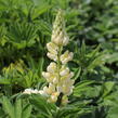 Lupina mnoholistá 'Lupini Yellow Shades' - Lupinus polyphyllus 'Lupini Yellow Shades'