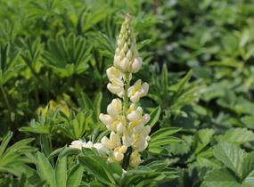 Lupina mnoholistá 'Lupini Yellow Shades' - Lupinus polyphyllus 'Lupini Yellow Shades'