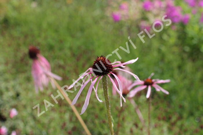 Třapatkovka bledá - Echinacea pallida