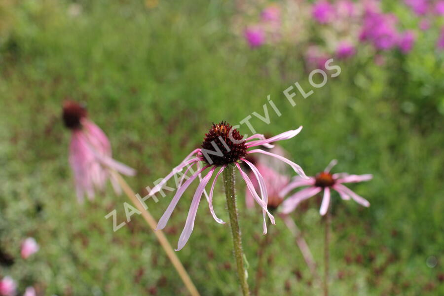 Třapatkovka bledá - Echinacea pallida