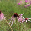 Třapatkovka bledá - Echinacea pallida