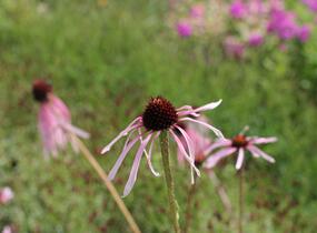Třapatkovka bledá - Echinacea pallida