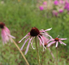 Třapatkovka bledá - Echinacea pallida