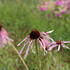 Echinacea pallida.JPG