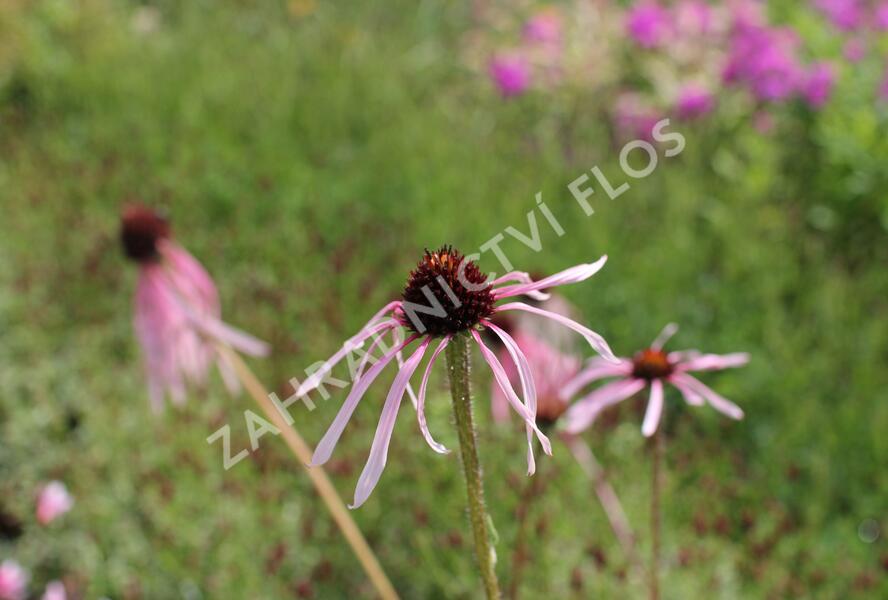 Třapatkovka bledá - Echinacea pallida