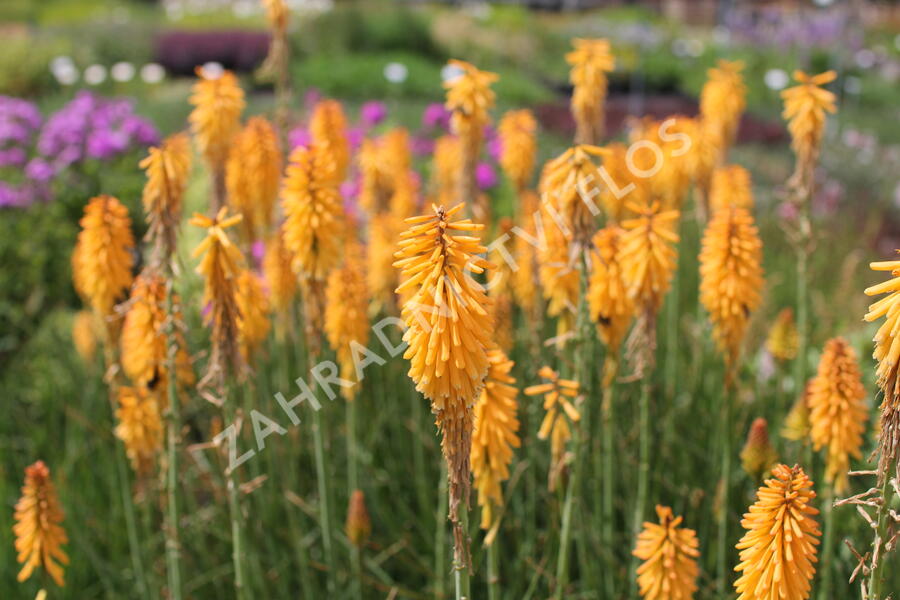 Kleopatřina jehla 'Echo Mango' - Kniphofia uvaria 'Echo Mango'