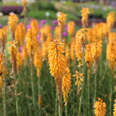 Kleopatřina jehla 'Echo Mango' - Kniphofia uvaria 'Echo Mango'