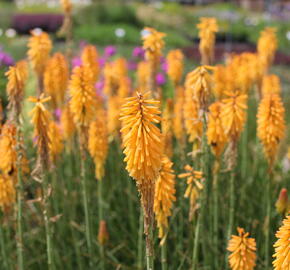 Kleopatřina jehla 'Echo Mango' - Kniphofia uvaria 'Echo Mango'