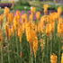 Kniphofia uvaria 'Echo Mango'.JPG