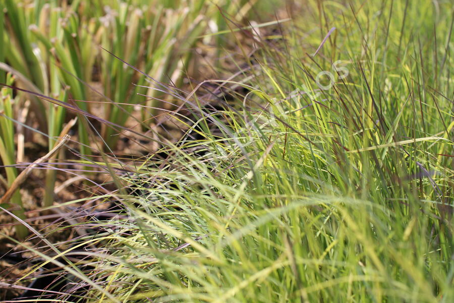 Vousatice metlatá 'Blue Heaven' - Schizachyrium scoparium 'Blue Heaven'