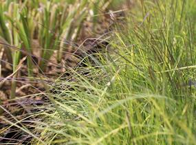 Vousatice metlatá 'Blue Heaven' - Schizachyrium scoparium 'Blue Heaven'
