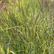 Vousatice metlatá 'Blue Heaven' - Schizachyrium scoparium 'Blue Heaven'
