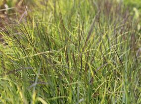 Vousatice metlatá 'Blue Heaven' - Schizachyrium scoparium 'Blue Heaven'