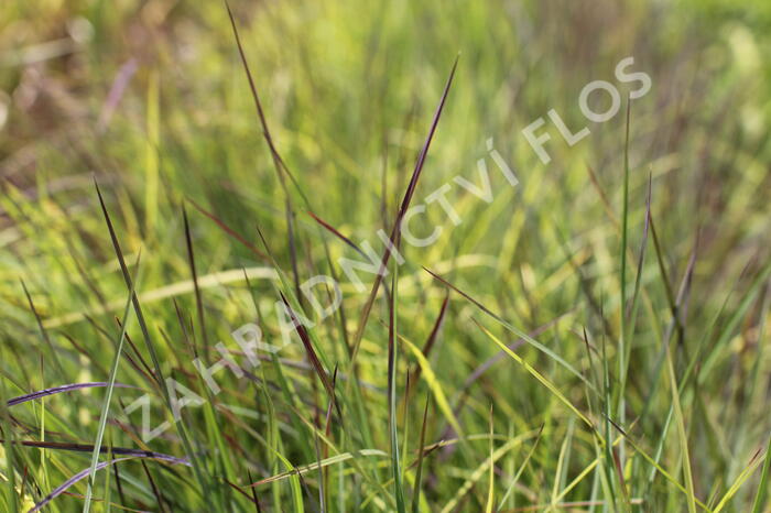 Vousatice metlatá 'Blue Heaven' - Schizachyrium scoparium 'Blue Heaven'