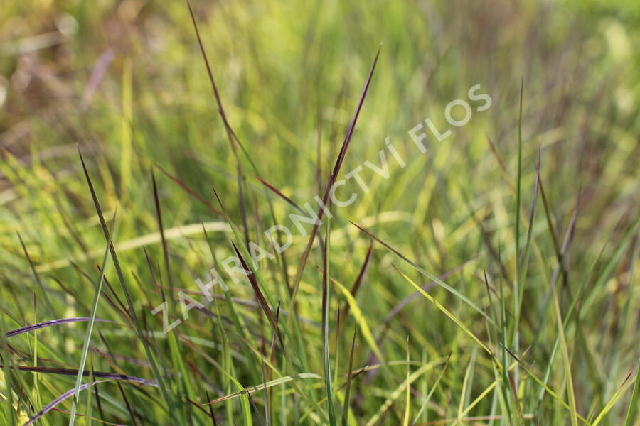 Vousatice metlatá 'Blue Heaven' - Schizachyrium scoparium 'Blue Heaven'