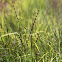 Vousatice metlatá 'Blue Heaven' - Schizachyrium scoparium 'Blue Heaven'