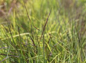 Vousatice metlatá 'Blue Heaven' - Schizachyrium scoparium 'Blue Heaven'
