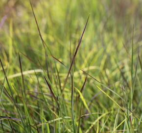 Vousatice metlatá 'Blue Heaven' - Schizachyrium scoparium 'Blue Heaven'