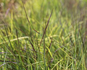 Vousatice metlatá 'Blue Heaven'