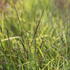 Schizachyrium scoparium 'Blue Heaven'_03.JPG