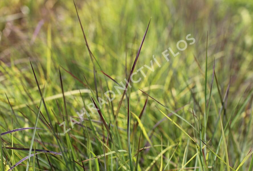 Vousatice metlatá 'Blue Heaven' - Schizachyrium scoparium 'Blue Heaven'