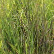 Vousatice metlatá 'Blue Heaven' - Schizachyrium scoparium 'Blue Heaven'