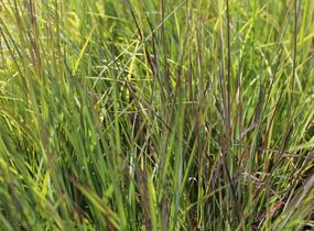 Vousatice metlatá 'Blue Heaven' - Schizachyrium scoparium 'Blue Heaven'