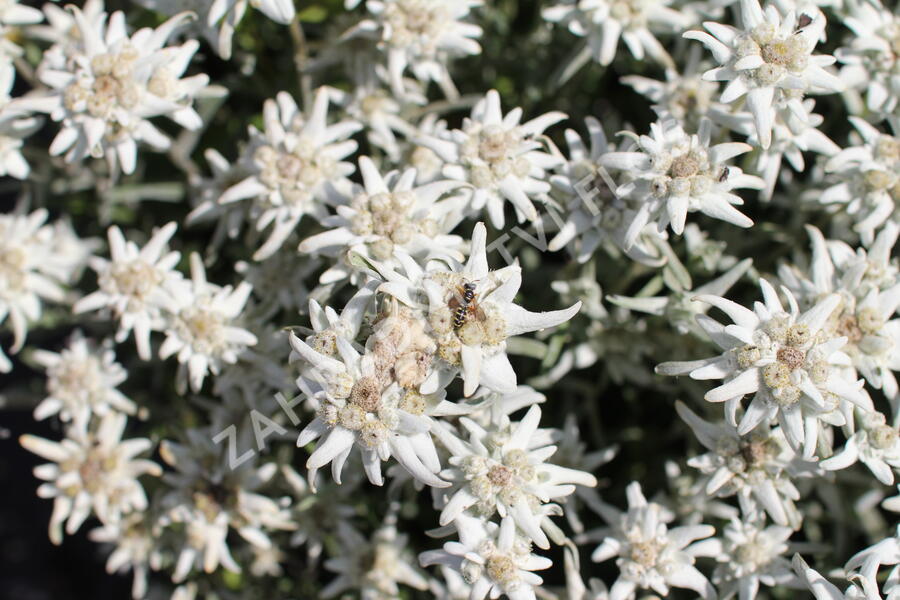 Protěž alpská 'Watzmann' - Leontopodium alpinum 'Watzmann'