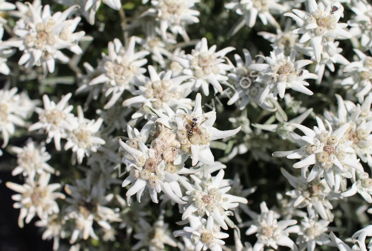 Protěž alpská 'Watzmann' - Leontopodium alpinum 'Watzmann'