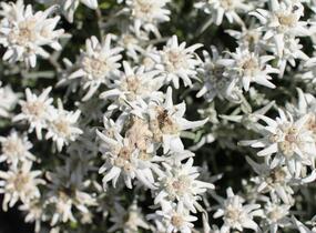 Protěž alpská 'Watzmann' - Leontopodium alpinum 'Watzmann'