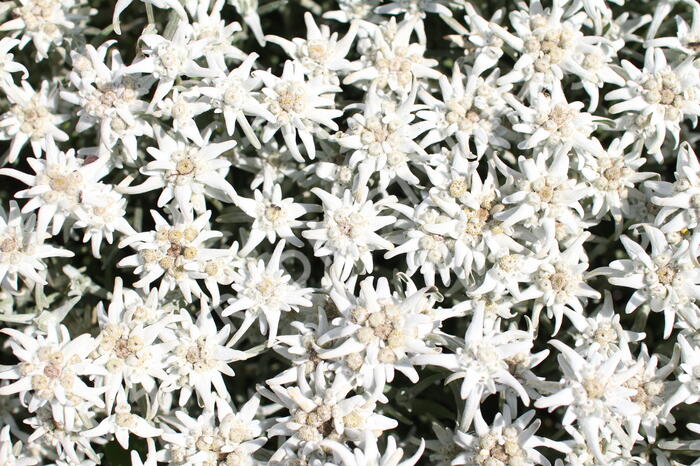 Protěž alpská 'Watzmann' - Leontopodium alpinum 'Watzmann'