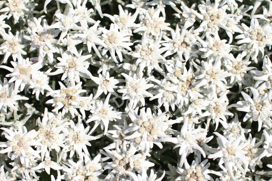 Protěž alpská 'Watzmann' - Leontopodium alpinum 'Watzmann'