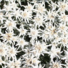 Protěž alpská 'Watzmann' - Leontopodium alpinum 'Watzmann'