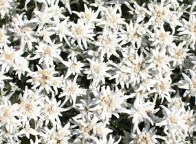 Protěž alpská 'Watzmann' - Leontopodium alpinum 'Watzmann'