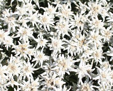 Protěž alpská 'Watzmann'