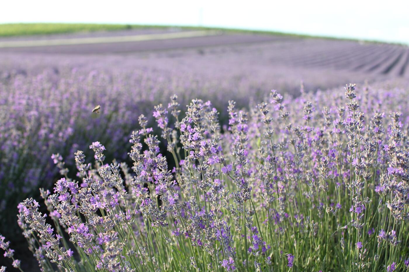 Levandule