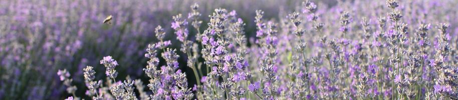 Levandule