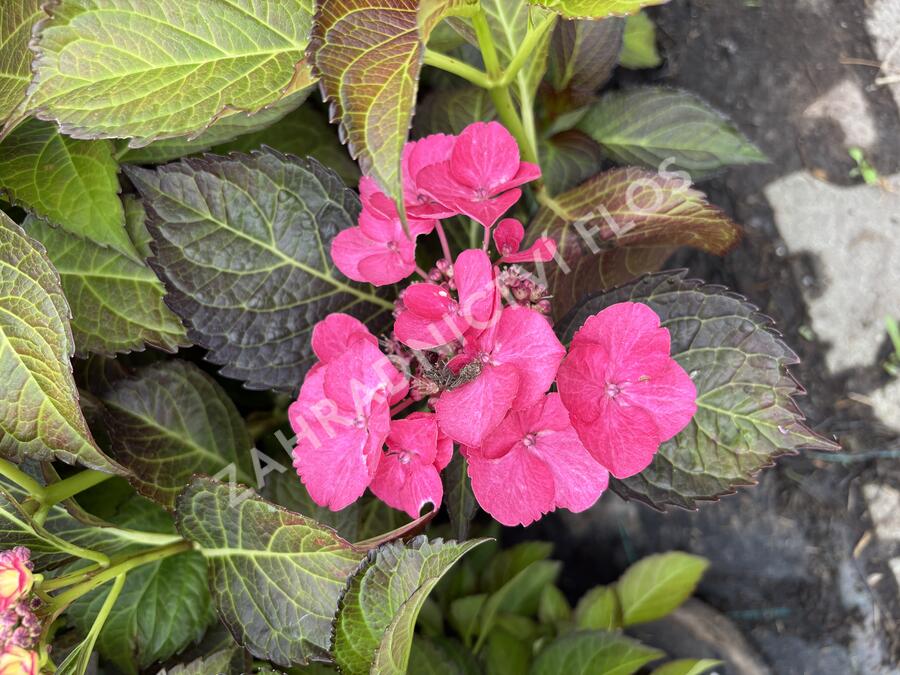 Hortenzie velkolistá 'Dark Angel Blue'® - Hydrangea macrophylla 'Dark Angel Blue'®