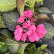Hortenzie velkolistá 'Dark Angel Blue'® - Hydrangea macrophylla 'Dark Angel Blue'®